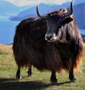 Yak